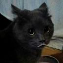 twilight-sparks avatar