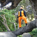 twilight-wings avatar