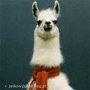 twilightatdawn avatar