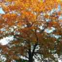 twilightlollo avatar