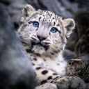 twilightmyyst avatar