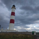 twinkle-twinkle-little-pig avatar