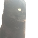 twinklestarfish avatar