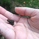 twinkletwinkles avatar