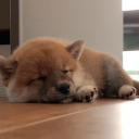 twinklewhales avatar