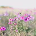 twisted-snakeroot avatar