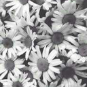 twisteddsocietyy avatar