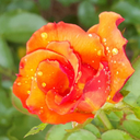 twistedlittlelamb avatar