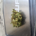 twistedthoughts-world avatar