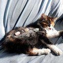 twistedtreees avatar