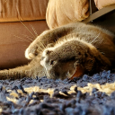 twisterpants95 avatar