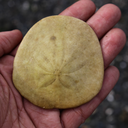 twisting-fish avatar