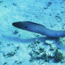 twistingtempest avatar