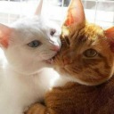 twistingthenightaway avatar