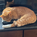 twitterrefugeenick avatar