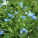 twizzleenthusiast avatar