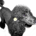 two-black-poodles avatar