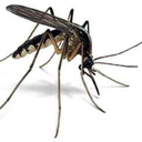 two-mosquito avatar