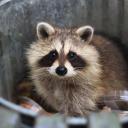 two-raccoons-in-a-trench-coat avatar