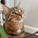 two-tails-and-some-scales avatar