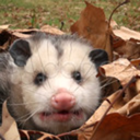 twocentphilosopy avatar