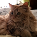 twocutecatfaces avatar