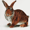 tyger-therapy avatar