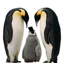 tylerthepenguin avatar