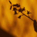 type-a-sentinull avatar