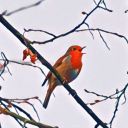 typewriterbird avatar