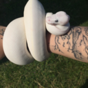 typicaldeadbeat avatar