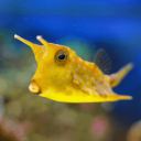 tyrannical-boxfish avatar