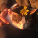 tyrkiskpeppper avatar