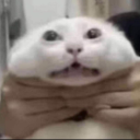 u171m473-1337-6uy avatar