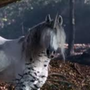 ubiquitous-unicorns avatar