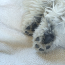 ubiquitousbooty avatar