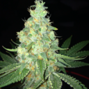 ubuntuluv420-blog avatar