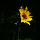 ucciderelarealta avatar