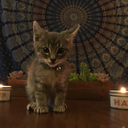 ucd-honeybee-buzz avatar