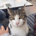 ucmaktankorkankelebek avatar