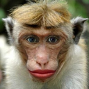 ughaids avatar