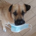 ugly-barn-animal avatar