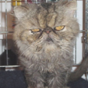 ugly-cats-r-us avatar