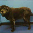 uglydogsofpetfinder avatar