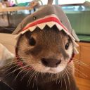 uh-oh-no-not-again avatar