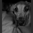 uibheaca-blog avatar