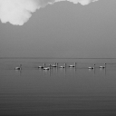 ukraineinbloom avatar