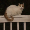 ulcerationnation avatar