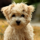 ultimate-good-dog avatar