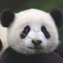 ultimate-pandas avatar